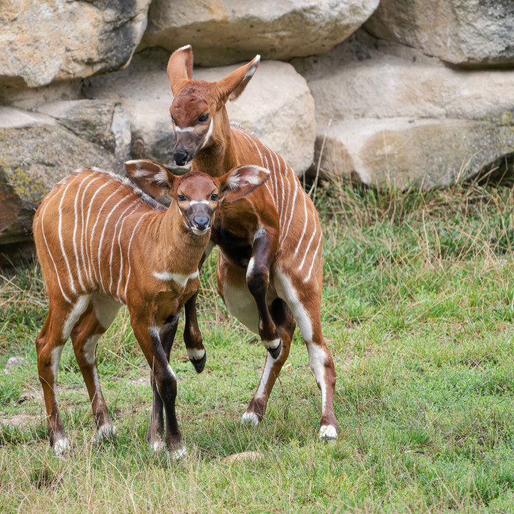 Zoo Praha spolu s návštěvníky pokřtí dvě mláďata bongů horských. Kmotrem bude youtuber Stejk