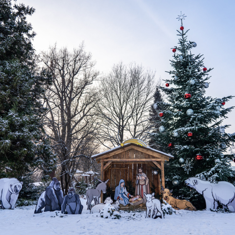 Rozsvícení vánočního stromu v Zoo Praha