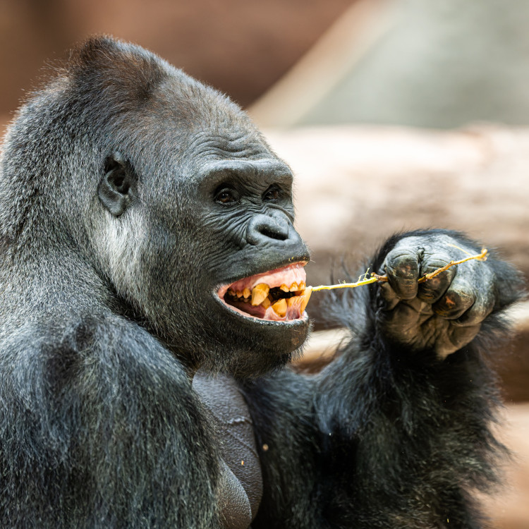 Za mobil do Zoo Praha
