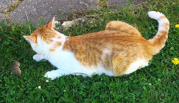 Příběh kocoura Vítězslava Jimramovského