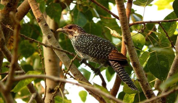 Tajemství kukaččích vajec: samice určují barvu, otcové mohou ovlivnit skvrnitost