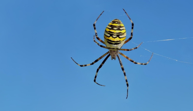 Máte strach z pavouků?