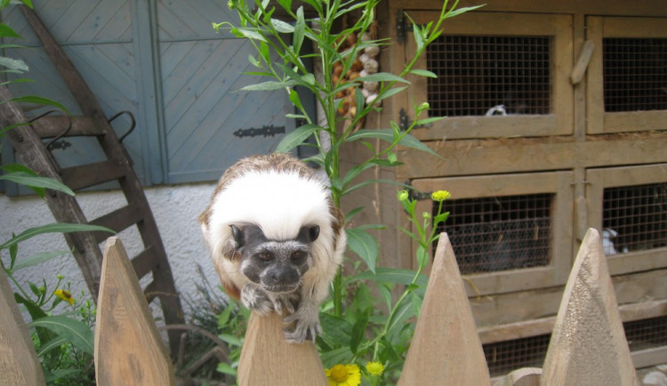 V jihlavské ZOO se hledají vajíčka