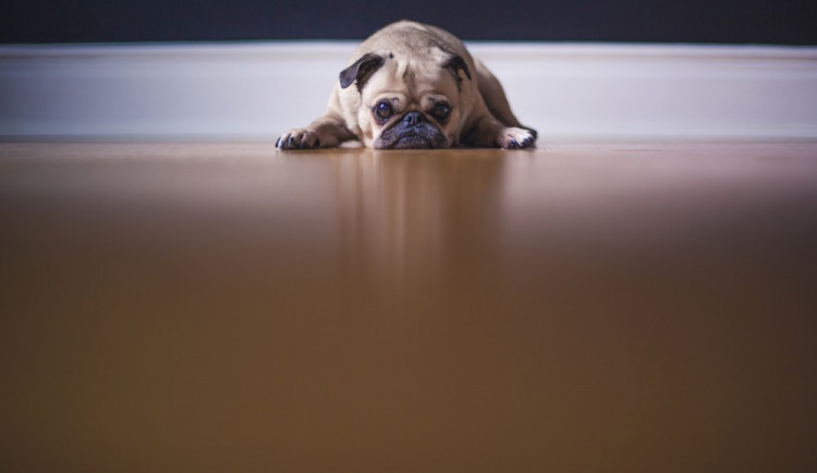 Hledáme páníčka #20: Podívejte se na nejnovější přírůstky v olomouckých útulcích