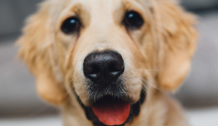 Hledáme páníčka #36: Podívejte se na nejnovější přírůstky v olomouckých útulcích