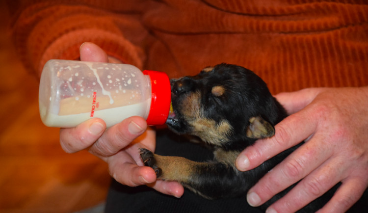 Hledáme páníčka #39: Podívejte se na nejnovější přírůstky v olomouckých útulcích