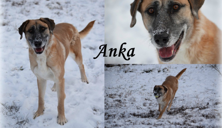 Hledáme páníčka #45: Podívejte se na nejnovější přírůstky v olomouckých útulcích