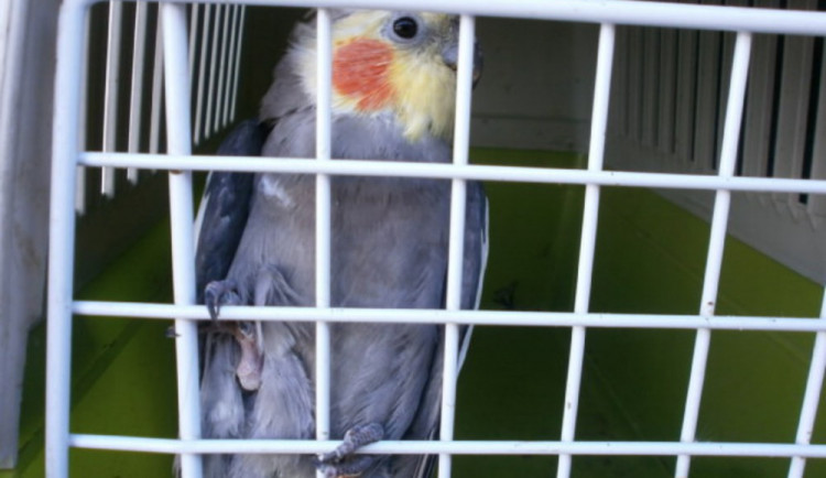 Olomoučtí strážníci o víkendu odchytávali papouška i netopýra