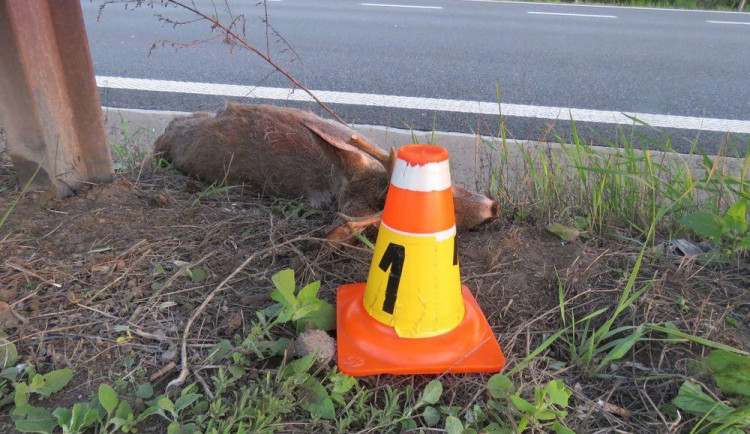 Kamion na dálnici srazil srnce, ten srážku nepřežil