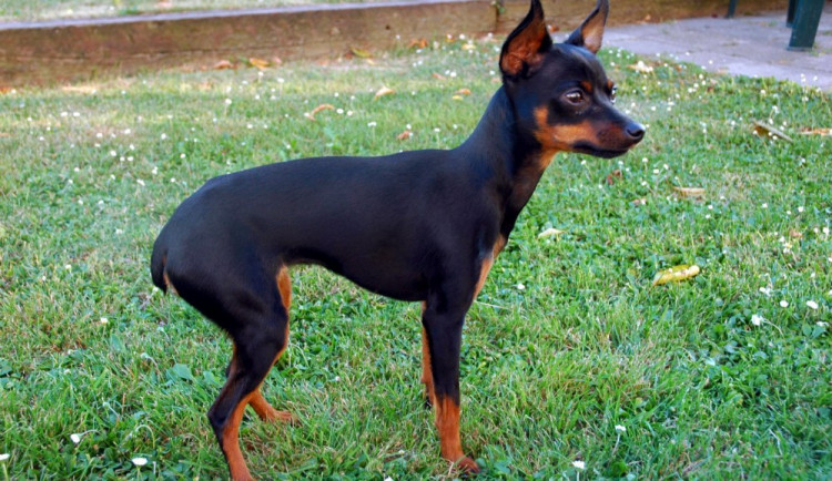 Ratlík pobíhal po bytovém domě a jezdil výtahem. Devadesátiletá majitelka na něj zapomněla