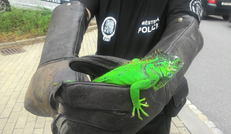 Leguán se snažil utéct z domu a lezl po fasádě. Policisté ho odchytli a následně předali majitelce