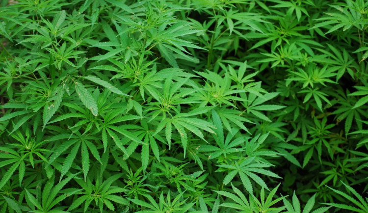 Pětadvacetiletý muž řídil auto s odebraným řidičákem a navíc pod vlivem drog