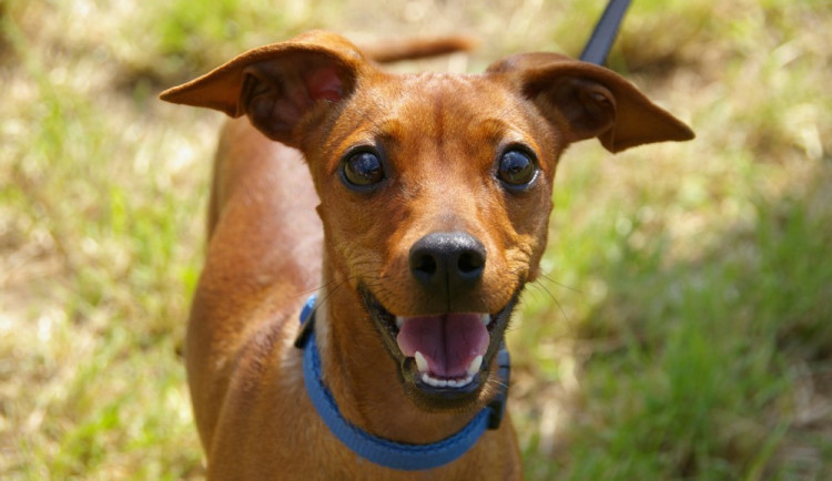 V Náměšti na Hané proběhne výstava psů. Zúčastní se ji téměř tisíc vystavovatelů