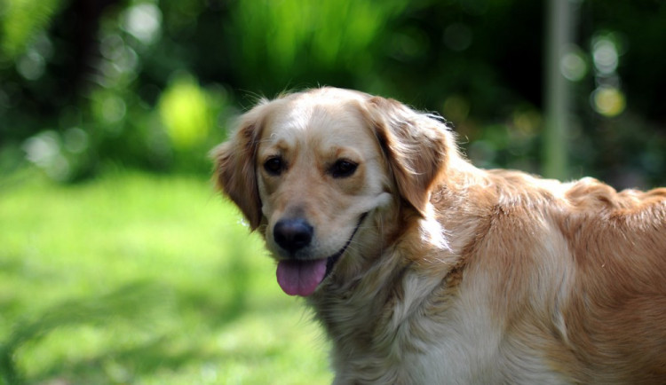 Pejskaře se pokusil napadnout opilec. Při obraně opilého muže zranil, nyní mu hrozí vězení