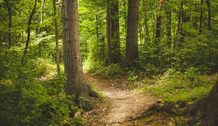 Důchodce si během procházky v lese zdřímnul. Zloděj toho využil a okradl ho