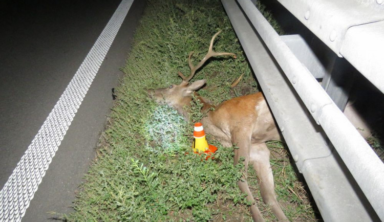 Auto na dálnici srazilo přebíhajícího jelena. Řidič nestihl ani zareagovat