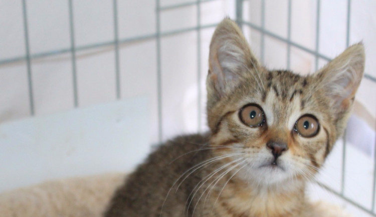 Hledáme páníčka #62: Podívejte se na nejnovější přírůstky v olomouckých útulcích