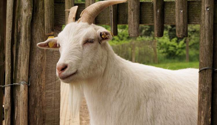 Zloděj ukradl čtyři kozly a zdroj k elektrickému ohradníku