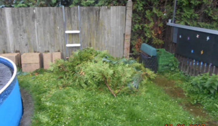 Muž ořezal sousedce túje. Ta na něj zavolala policii