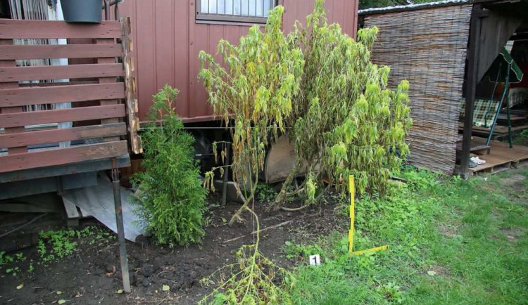 Muž pěstoval šestnáct rostlin konopí. Hrozí mu šest měsíců vězení