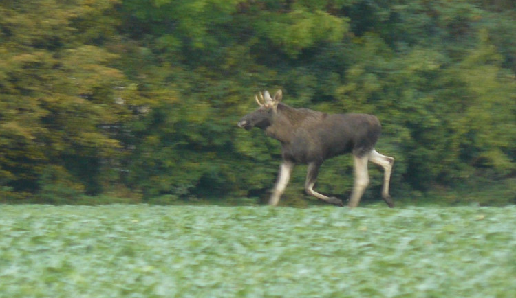 Na Hané se pohybuje volně žijící los. Může zaútočit i na člověka