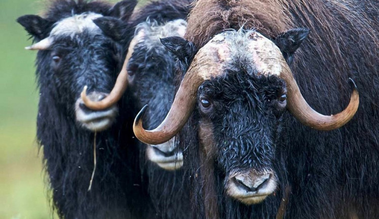 Jak se žije zvířatům v olomoucké zoo v mrazu? Pižmoni jsou ve svém živlu