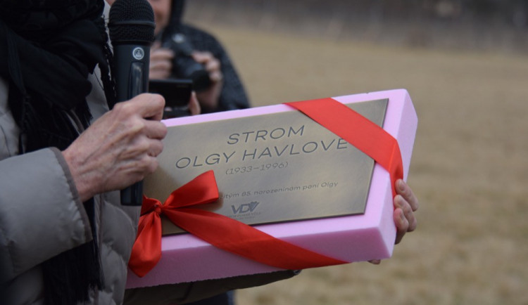 FOTO: V Holickém lese byl vysazen strom pro Olgu Havlovou