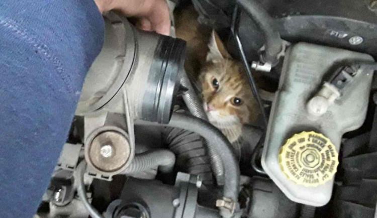 Kočka se zasekla v motoru auta, ven jí pomohli až hasiči