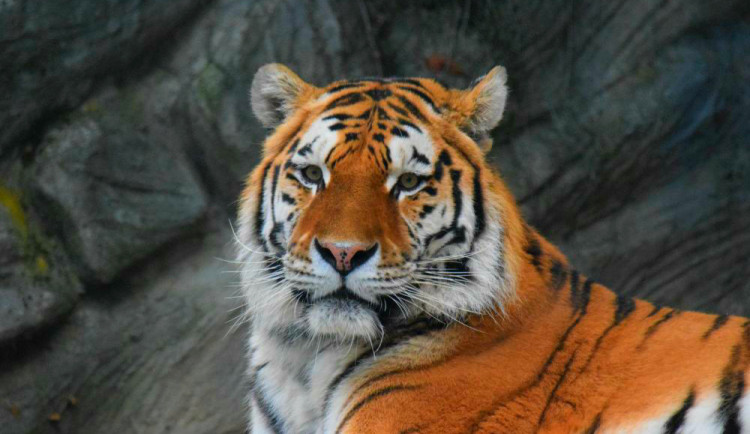 Zoo zveřejnila rozpočet na krmivo jednotlivých zvířat. Nejvíce sežerou lvi