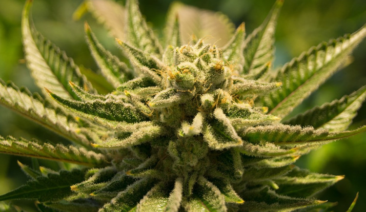 Muž vyráběl tyčinky s nadlimitním obsahem THC. Je obviněn z ohrožování zdraví závadnými potravinami