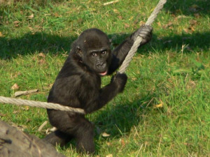 Miláček pražské zoo Moja slaví patnácté narozeniny. Stala se matkou a žije ve Španělsku