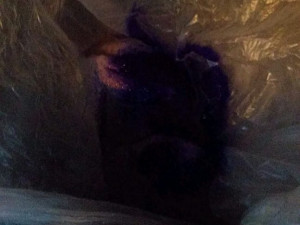 Špinavé bedny plné stovek kilogramů masa. Inspektoři odhalili nelegální rozvážkový prodej.