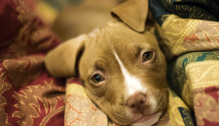 Bojovníci za zvířecí práva zuří. Poslanci se postavili proti zpřísnění trestů za týrání zvířat