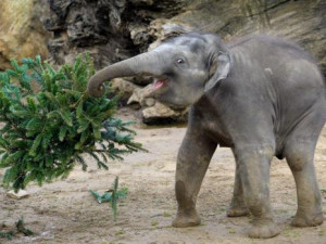 Zvířata v pražské zoo si ode dneška pochutnají na vánoční nadílce od návštěvníků
