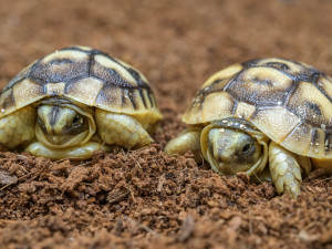 FOTO: Beránek a dvě želvičky. To jsou první letošní mláďata pražské zoo