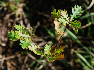 Kůrovcem napadené stromy v Praze nahradilo 190 tisíc sazenic.