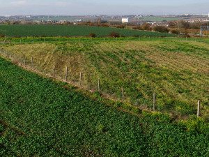 Kůrovcem napadené stromy v Praze nahradilo 190 tisíc sazenic.