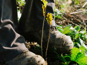 Kůrovcem napadené stromy v Praze nahradilo 190 tisíc sazenic.