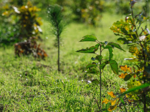 Kůrovcem napadené stromy v Praze nahradilo 190 tisíc sazenic.