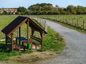 Kůrovcem napadené stromy v Praze nahradilo 190 tisíc sazenic.
