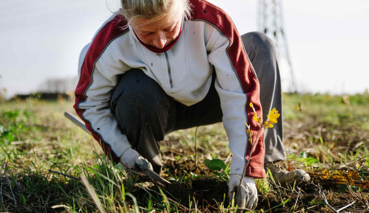 Kůrovcem napadené stromy v Praze nahradilo 190 tisíc sazenic.