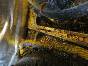 Odpadky a nepořádek. Inspekce uzavřela Hanoj Bistro na Braníku.