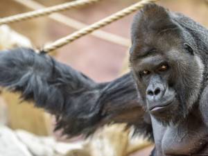 V pražské zoo vzniká nový pavilon pro gorily. Nabídne africkou školu i výběh s jezírky