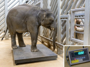 Zoo Praha se připravuje na příchod nových slůňat. Tamara s Janitou porodí nejspíš v březnu