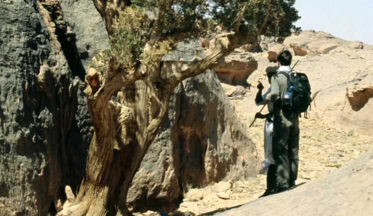 Záchranná mise českých přírodovědců. Do Alžírska putuje šestnáct vzácných cypřišů.