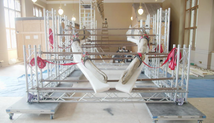 Národní muzeum poprvé restauruje kostru plejtváka myšoka.