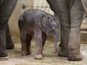 VIDEO: Slůně, které se narodilo v pátek v pražské zoo, už pije. Podívejte se na záběry z porodu