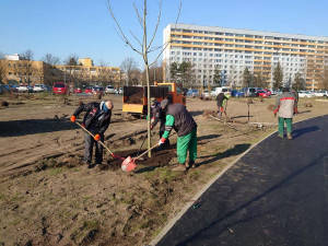 Parkoviště u Jiřetínské ulice se mění v park. Praha 9 vysazuje stromy