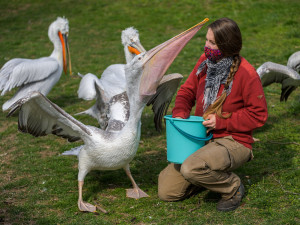 JAK SE MAJÍ V ZOO 1: Pelikán si hraje s hadicí, mravenečníkovi kontrolují drápy