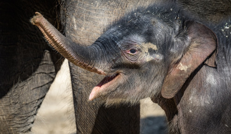 Ztráty pražské zoo sahají k dvaceti milionům. Vybízí k adopcím a sponzoringu zvířat